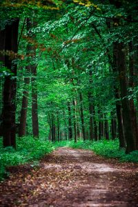 Beautiful nature at morning in the misty spring forest with sun rays